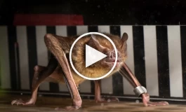 خفاش خون آشام از خون تازه انرژی می‌گیرد